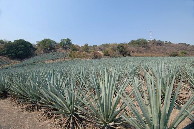 Click image for larger version

Name:	lacofradia.jpg
Views:	718
Size:	81.4 KB
ID:	245489