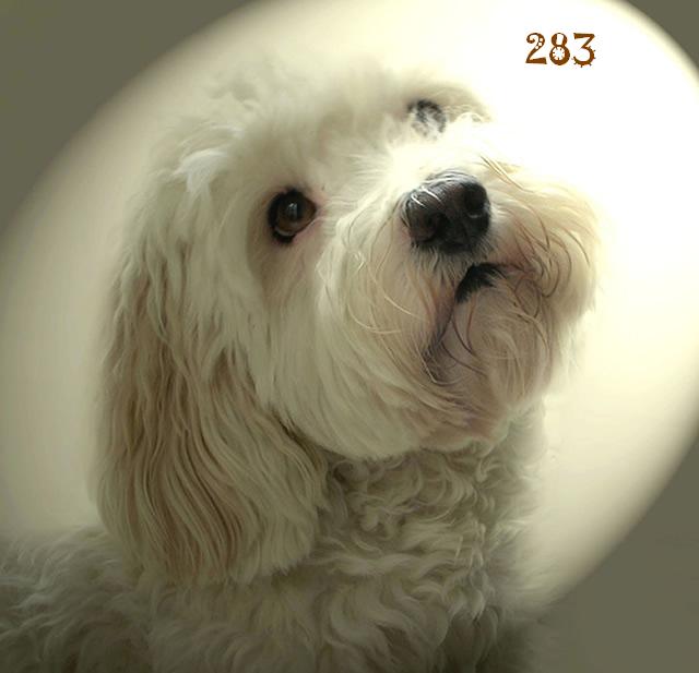 Click image for larger version

Name:	dog.jpg
Views:	238
Size:	32.0 KB
ID:	245600