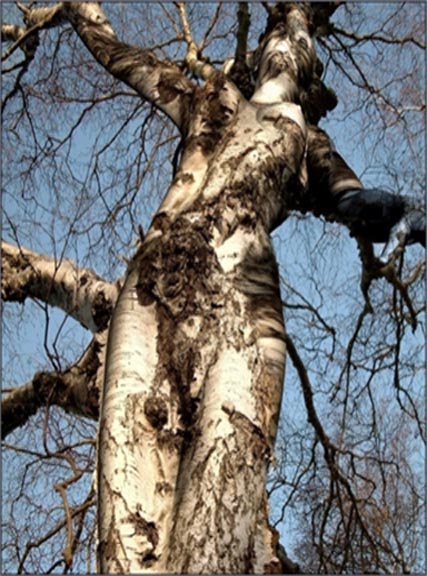 Click image for larger version

Name:	weird-tree.jpg
Views:	221
Size:	104.2 KB
ID:	245622
