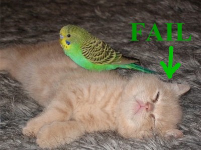 Click image for larger version

Name:	budgiefail-monika.jpg
Views:	55349
Size:	32.6 KB
ID:	245769