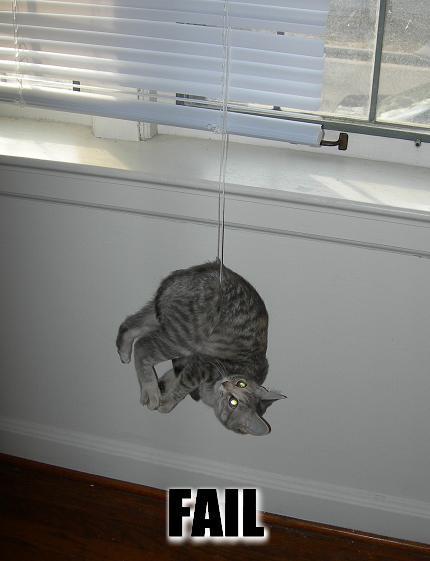 Click image for larger version

Name:	danglecat.jpg
Views:	54012
Size:	24.1 KB
ID:	245775