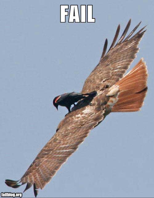 Click image for larger version

Name:	fail-flying-eagle.jpg
Views:	3044
Size:	22.5 KB
ID:	245811
