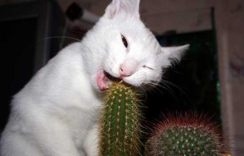 Click image for larger version

Name:	gato_disfrutando_cactus.jpg
Views:	295
Size:	18.1 KB
ID:	245822