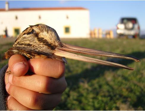 Click image for larger version

Name:	pajaro.jpg
Views:	141
Size:	25.8 KB
ID:	246093