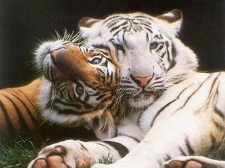 Click image for larger version

Name:	tigres.JPG
Views:	200
Size:	52.0 KB
ID:	246181