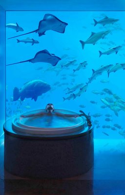 Click image for larger version

Name:	atlantis 8.jpg
Views:	191
Size:	16.4 KB
ID:	246252