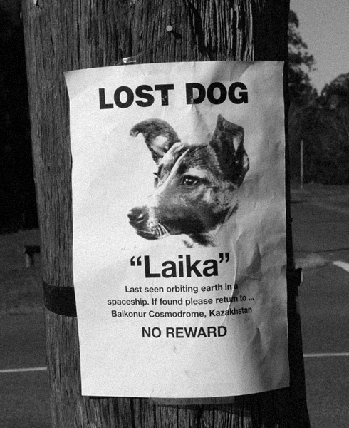 Click image for larger version

Name:	laika.jpg
Views:	135
Size:	121.2 KB
ID:	246445