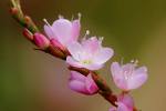 Click image for larger version

Name:	floresrosadas.jpg
Views:	223
Size:	2.4 KB
ID:	246450