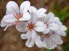 Click image for larger version

Name:	floresblancas.jpg
Views:	226
Size:	3.3 KB
ID:	246451