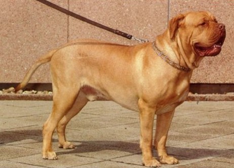 Click image for larger version

Name:	dogue_de_bordeaux.jpg
Views:	198
Size:	42.6 KB
ID:	246655