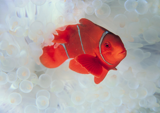Click image for larger version

Name:	nemo.jpg
Views:	179
Size:	43.6 KB
ID:	247166