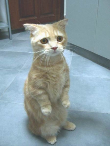 Click image for larger version

Name:	animals034.jpg
Views:	144
Size:	27.5 KB
ID:	247212