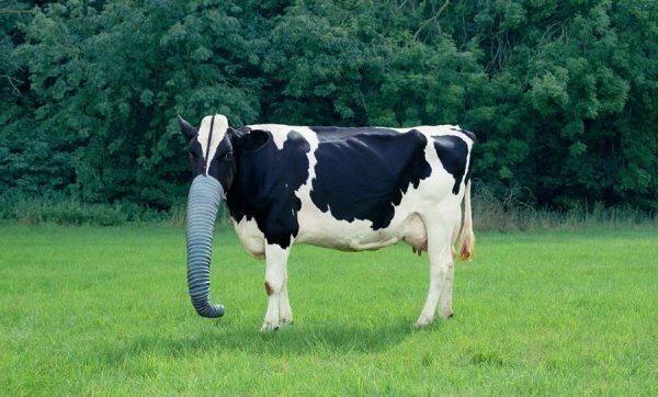 Click image for larger version

Name:	vaca.jpg
Views:	193
Size:	56.6 KB
ID:	247534
