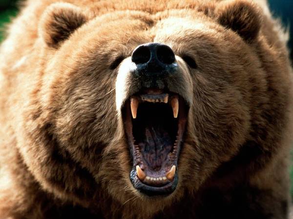 Click image for larger version

Name:	Feeling_Grizzl.jpg
Views:	388
Size:	41.1 KB
ID:	247662