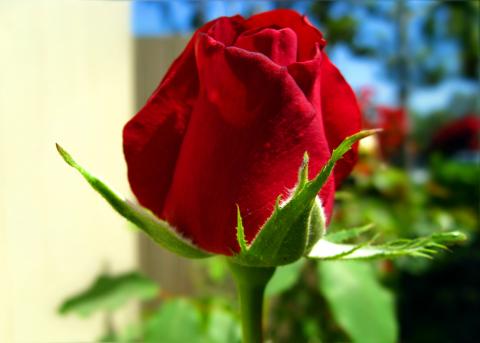 Click image for larger version

Name:	florssss.jpg
Views:	186
Size:	18.3 KB
ID:	247923