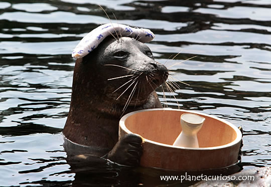 Click image for larger version

Name:	foca-banos-japon-insolita.jpg
Views:	195
Size:	55.8 KB
ID:	247933