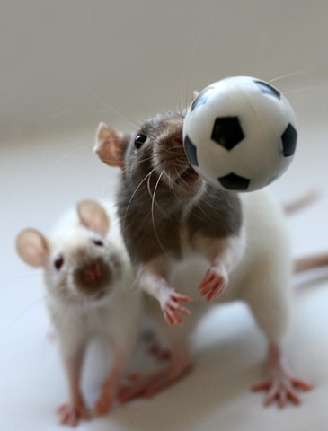 Click image for larger version

Name:	futbol[5].jpg
Views:	215
Size:	30.9 KB
ID:	248340