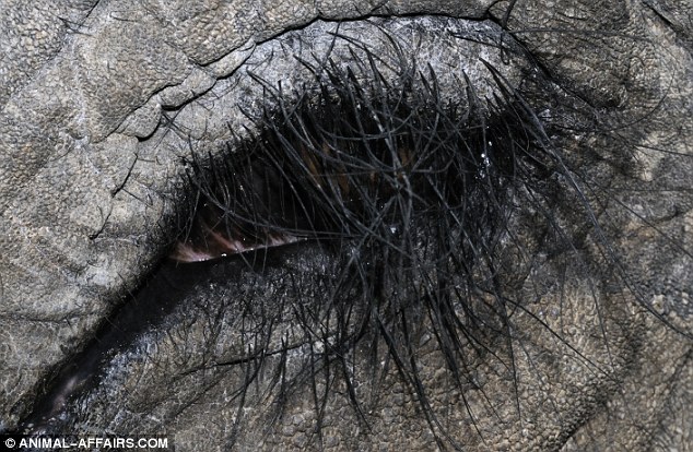 Click image for larger version

Name:	ojo 6 elefante asiatico.jpg
Views:	9315
Size:	118.9 KB
ID:	248418