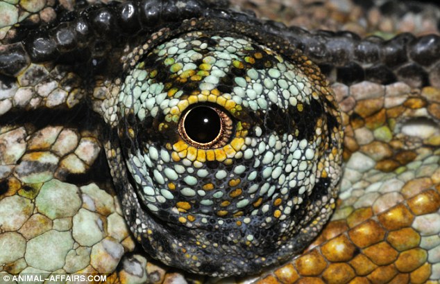 Click image for larger version

Name:	ojo 9 camaleon.jpg
Views:	1343
Size:	93.1 KB
ID:	248421