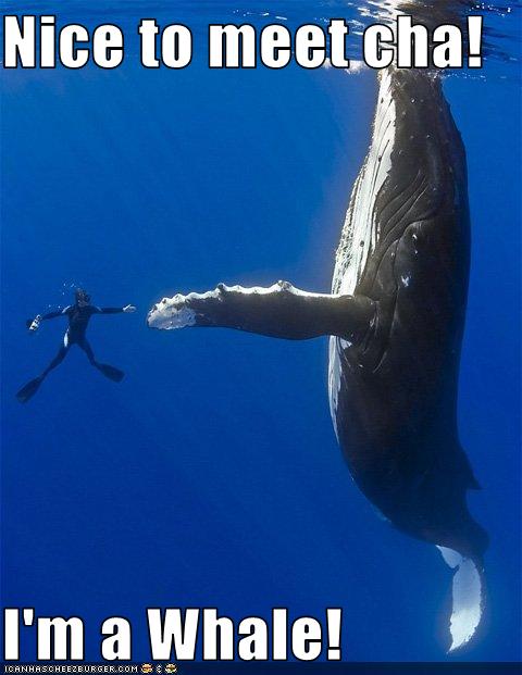 Click image for larger version

Name:	whale.jpg
Views:	245
Size:	37.4 KB
ID:	248471