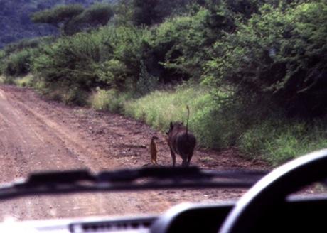 Click image for larger version

Name:	timon y pumba.jpg
Views:	228
Size:	26.7 KB
ID:	248478