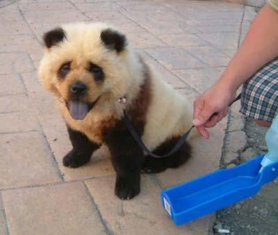 Click image for larger version

Name:	pandapirata.jpg
Views:	679
Size:	17.5 KB
ID:	248521