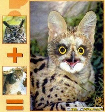 Click image for larger version

Name:	mezclas1-custom;size_347,371.jpg
Views:	902
Size:	37.0 KB
ID:	248526