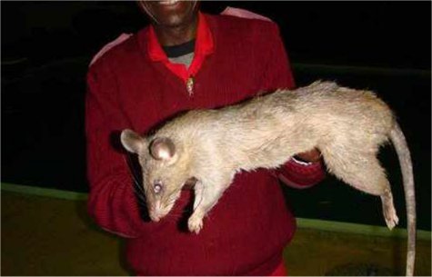 Click image for larger version

Name:	Giant-Rat.jpg.scaled600.jpg
Views:	512
Size:	22.1 KB
ID:	248868