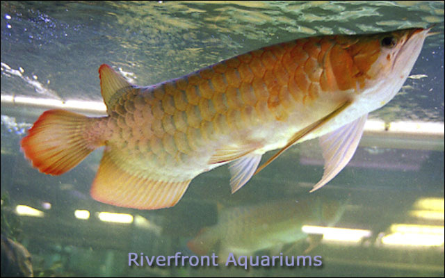 Click image for larger version

Name:	Arrowana-pezdragon.jpg
Views:	3312
Size:	62.2 KB
ID:	249168