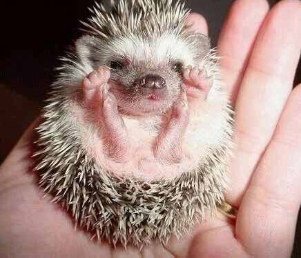 Click image for larger version

Name:	babyhedgehog_1.jpg
Views:	238
Size:	21.9 KB
ID:	249339