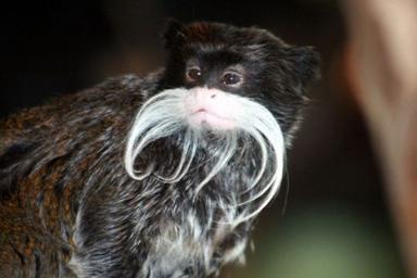 Click image for larger version

Name:	1emperor tamarin.jpg
Views:	2335
Size:	14.8 KB
ID:	249501