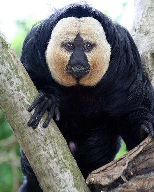 Click image for larger version

Name:	2 Saki_Monkey.jpg
Views:	2331
Size:	23.6 KB
ID:	249502