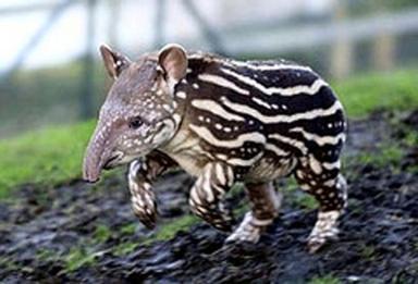 Click image for larger version

Name:	3Tapir.jpg
Views:	2433
Size:	20.6 KB
ID:	249503