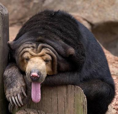 Click image for larger version

Name:	4Sun_Bear.jpg
Views:	2337
Size:	25.1 KB
ID:	249504