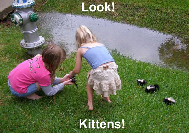 Click image for larger version

Name:	kitties.jpg
Views:	332
Size:	90.7 KB
ID:	249548