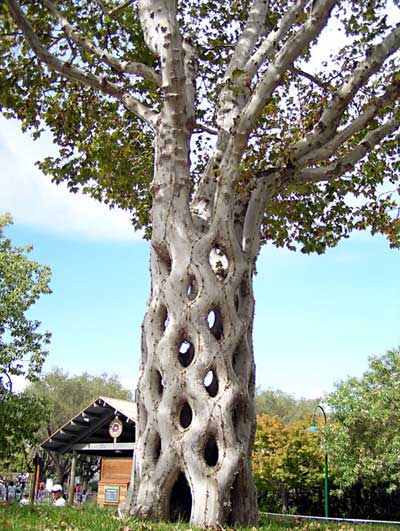 Click image for larger version

Name:	arbol 1.jpg
Views:	297
Size:	52.7 KB
ID:	249604