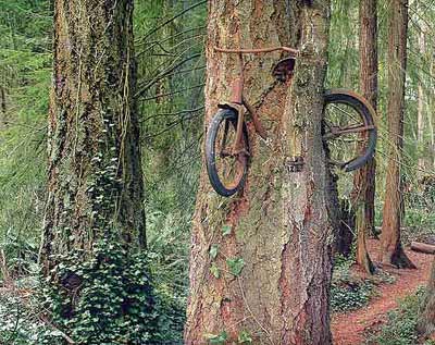 Click image for larger version

Name:	arbol 2.jpg
Views:	294
Size:	39.0 KB
ID:	249605