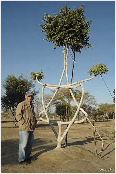 Click image for larger version

Name:	arbol 3.jpg
Views:	296
Size:	39.9 KB
ID:	249606