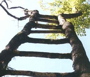 Click image for larger version

Name:	arbol 5.jpg
Views:	299
Size:	15.5 KB
ID:	249608