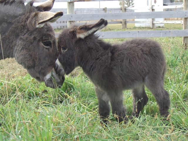 Click image for larger version

Name:	burros.jpg
Views:	259
Size:	91.5 KB
ID:	249664