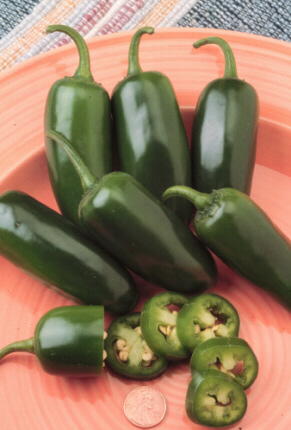 Click image for larger version

Name:	jalapeños.jpg
Views:	1374
Size:	58.8 KB
ID:	249677