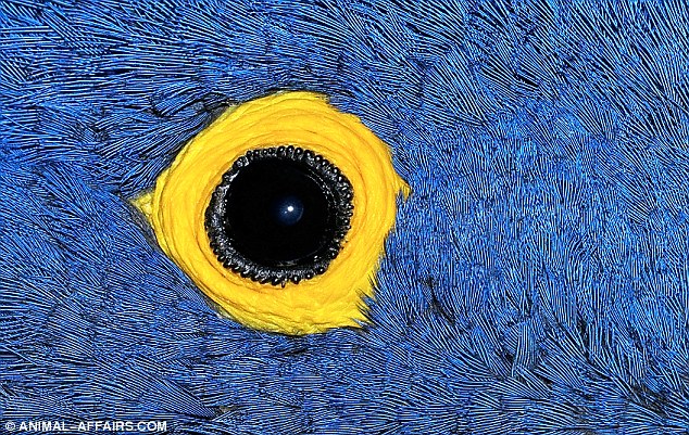 Click image for larger version

Name:	ojo parrot.jpg
Views:	3029
Size:	180.8 KB
ID:	250459