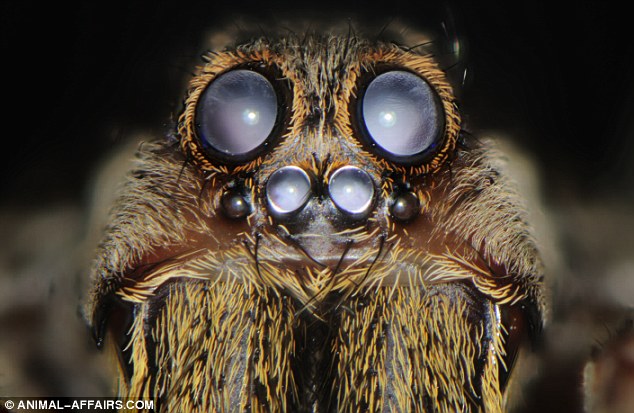 Click image for larger version

Name:	ojo 2 tarantula.jpg
Views:	21575
Size:	74.7 KB
ID:	250460
