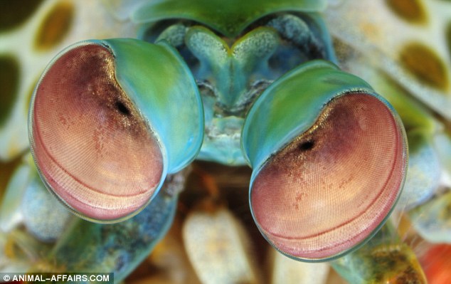 Click image for larger version

Name:	ojo 4 mantis.jpg
Views:	5907
Size:	57.2 KB
ID:	250462