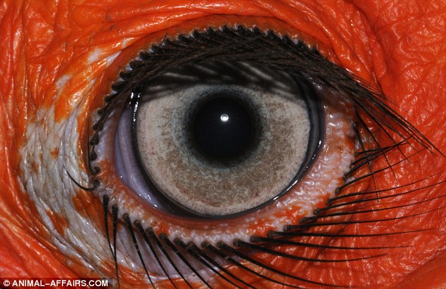 Click image for larger version

Name:	ojo 5 hornbill.jpg
Views:	13188
Size:	85.4 KB
ID:	250463