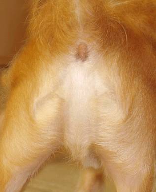Click image for larger version

Name:	dog-ass-jesus.jpg
Views:	275
Size:	12.6 KB
ID:	250514